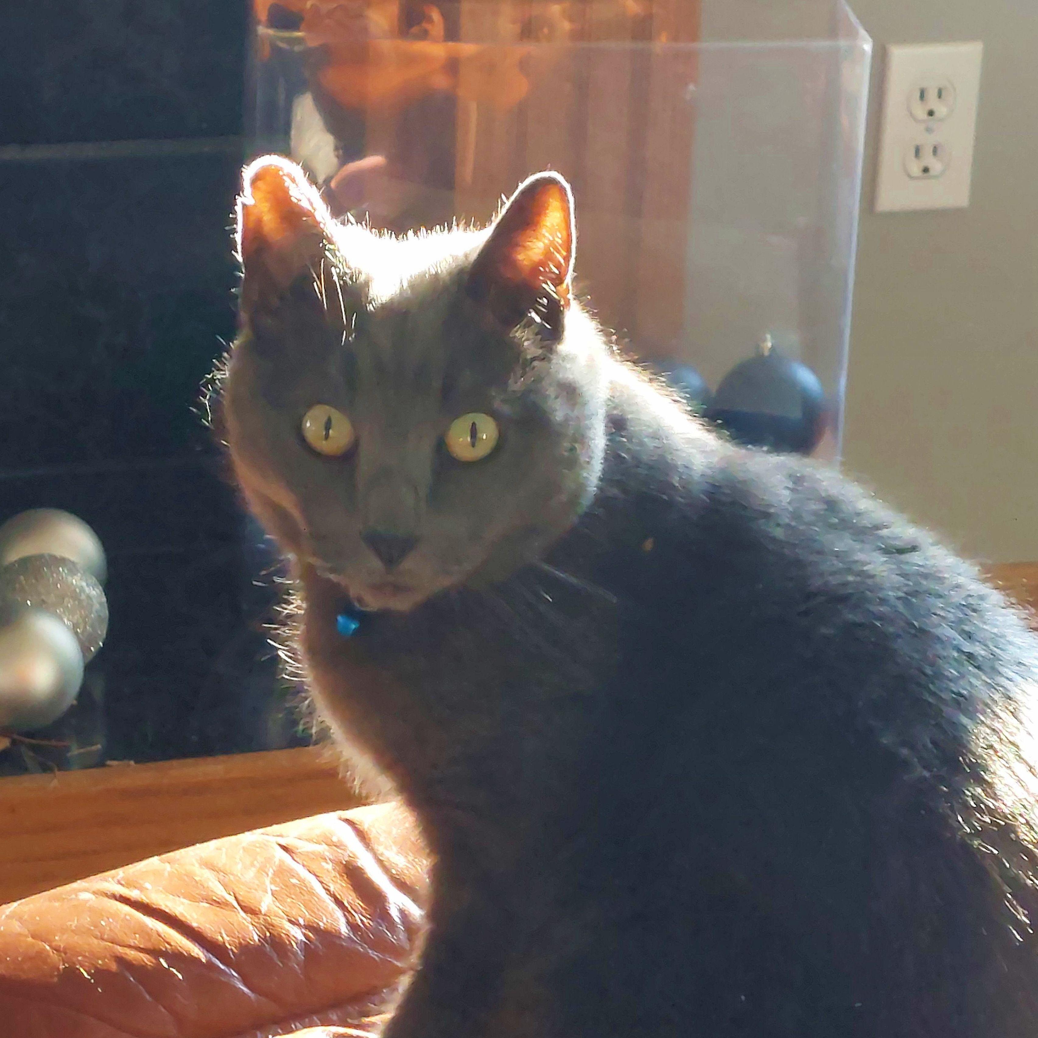 Most handsome man in our house.