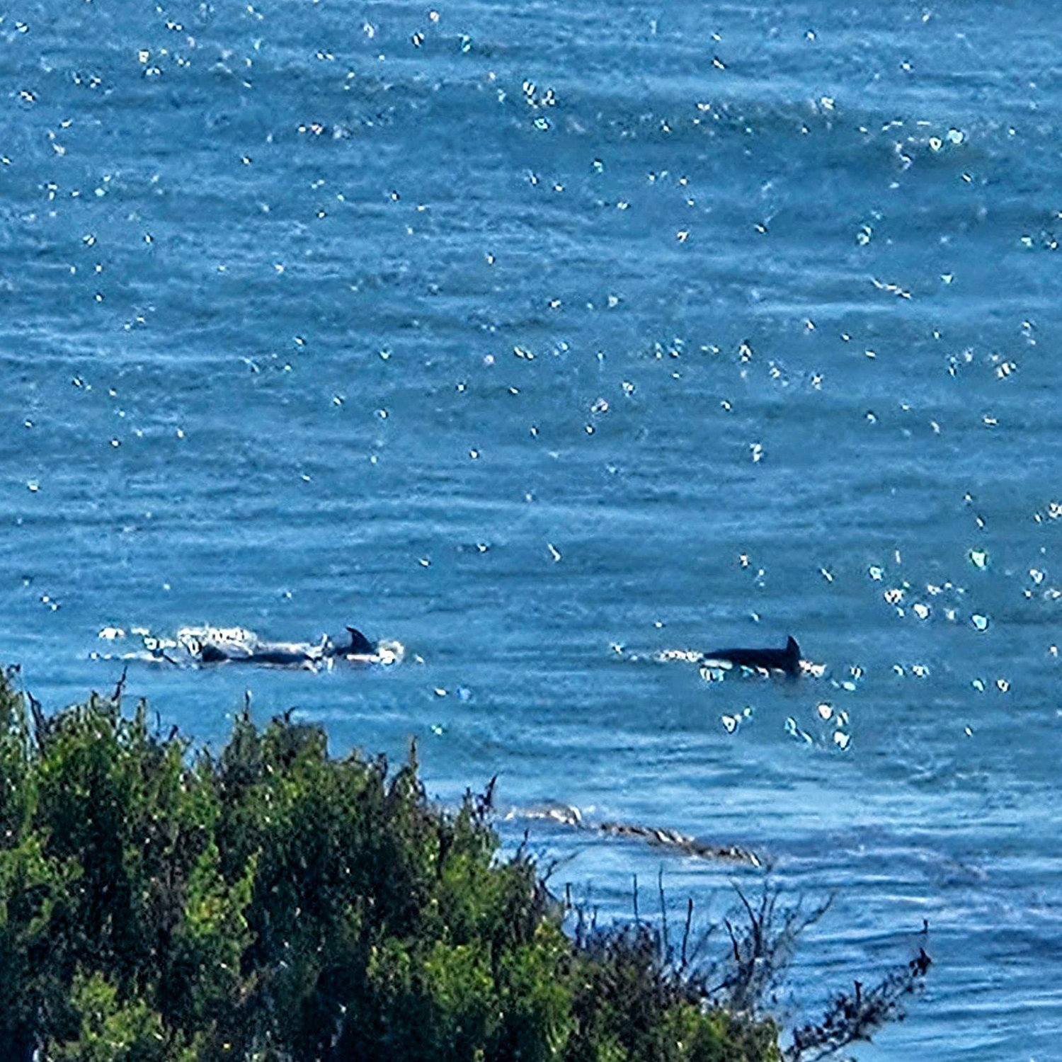 10/12 We saw 3 dolphins at our first stop in Pismo Beach!