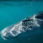 Whale Shark Adventures