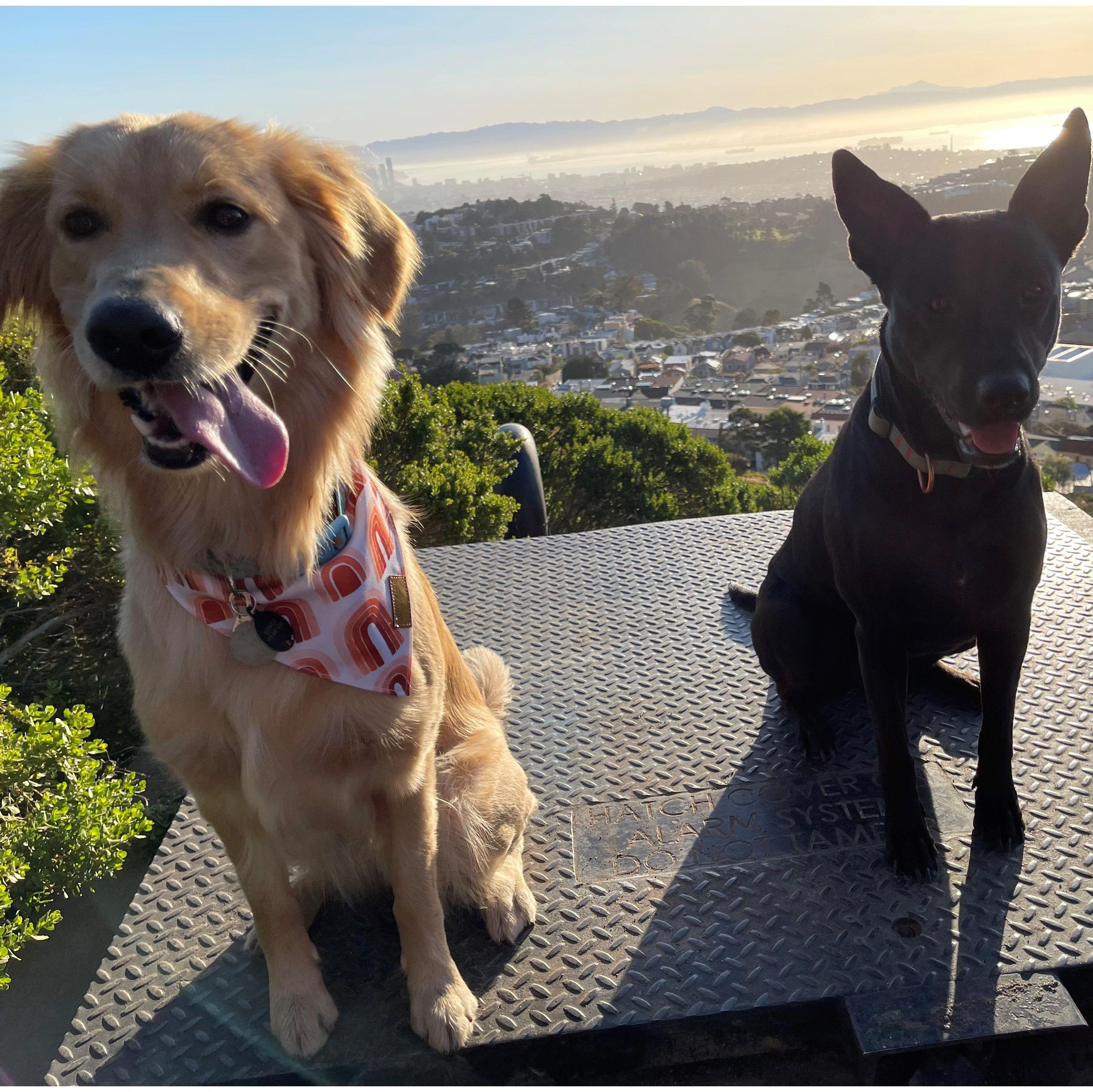 First hike together with the dogs! Mount Davidson in SF