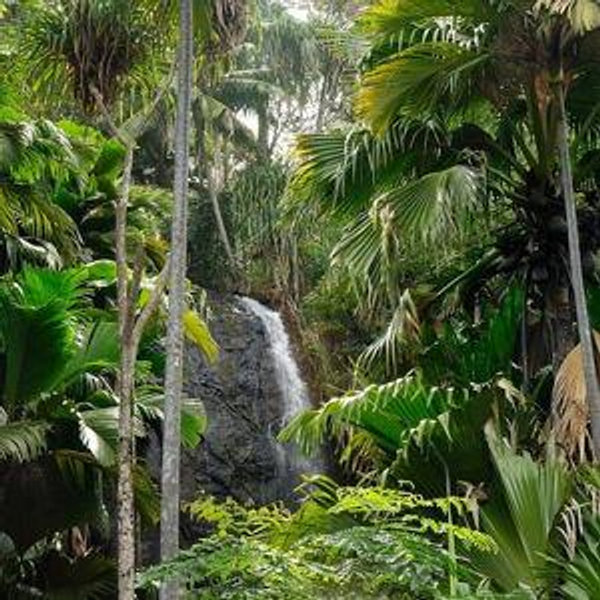 Full-Day Discovery Tour of Vallée de Mai and Anse Lazio on Praslin Island