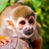 Monkeyland