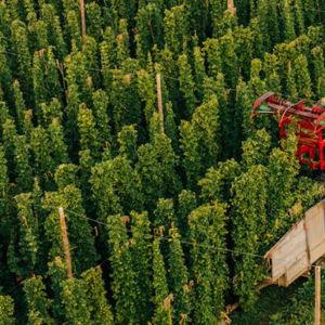 Pacific Northwest Hop Harvest Trip
