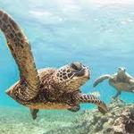 Waikiki: Turtles and Snorkeling Tour on Hawea Catamaran