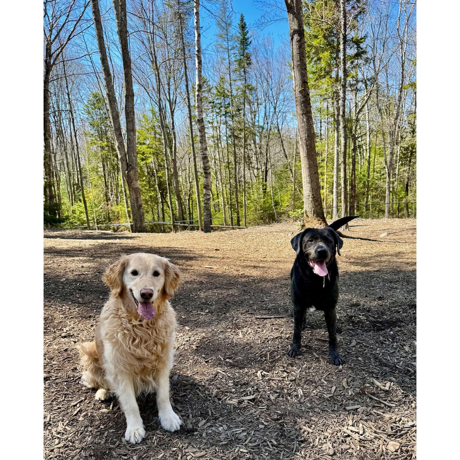 Hanalei and Bergy