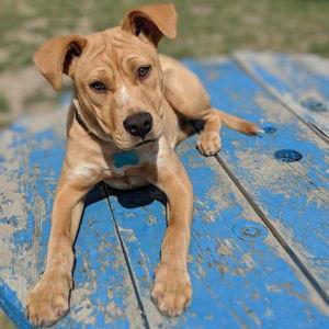 Furbaby Fund