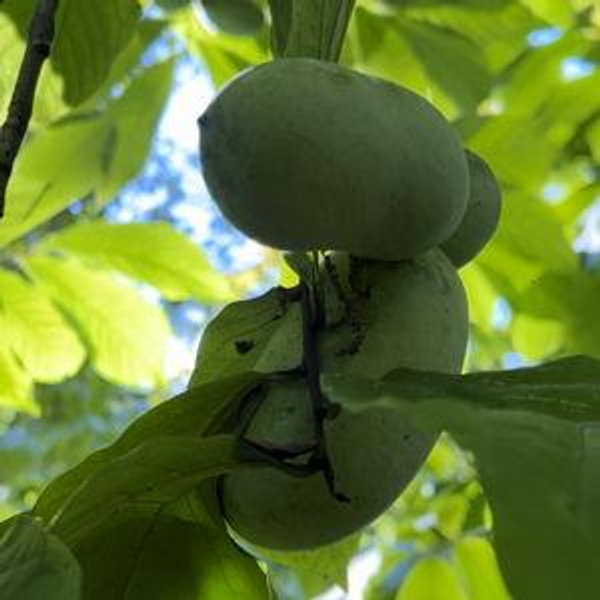 Plant a Fruit Tree