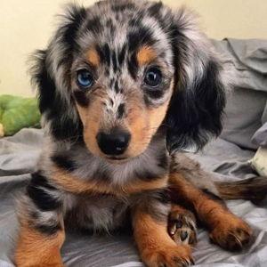Our Wiener Dog Fund
