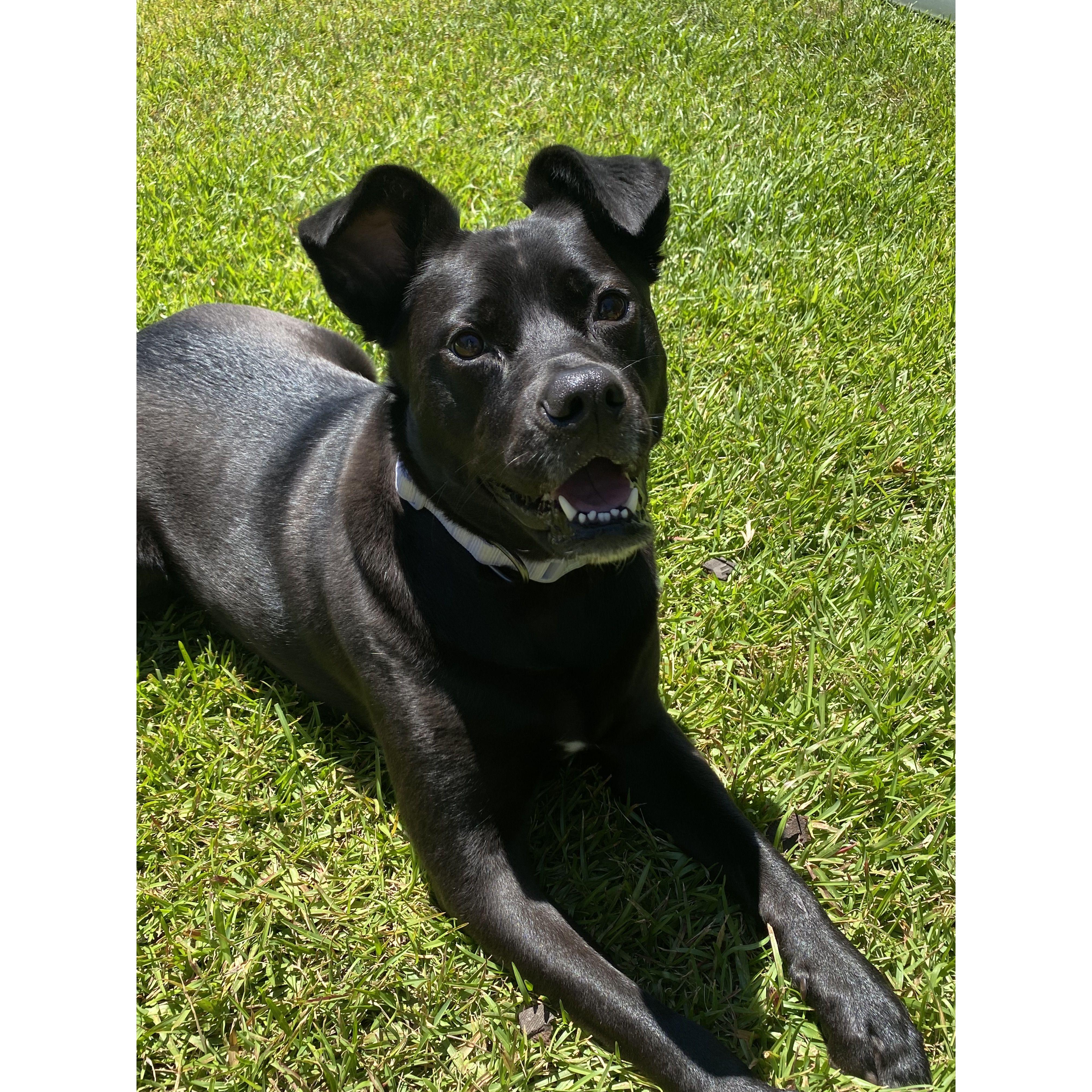 Adler and Cam's beloved child, Rooney. Mt. Pleasant, SC
