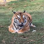 Chestatee Wildlife Preserve & Zoo