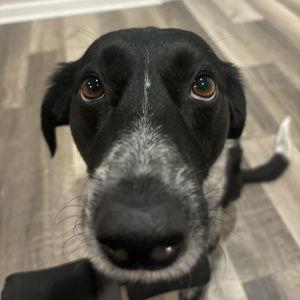 Year's Supply of Bones for Stella