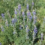 Wildflower Hikes