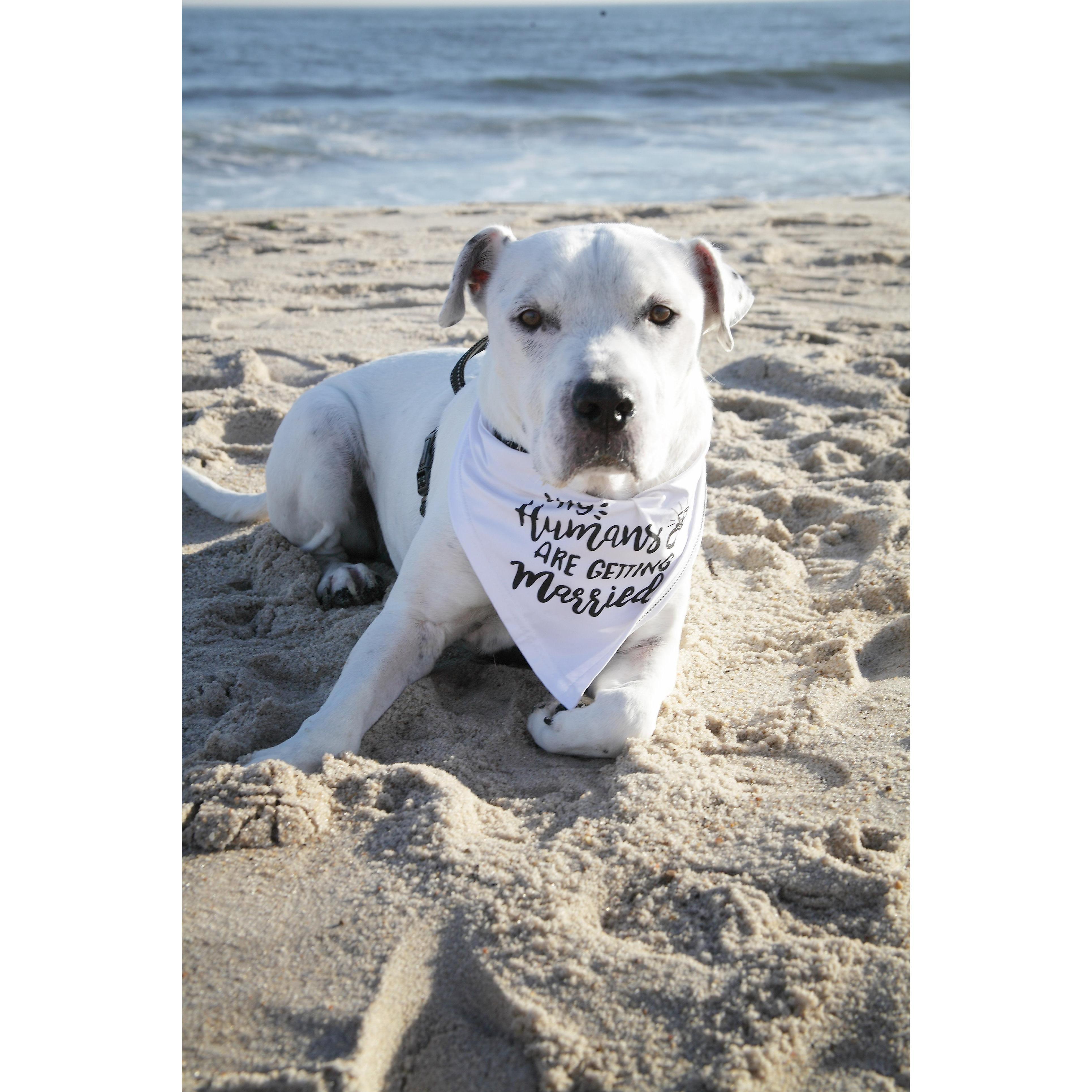 Our dog Buster. Andy rescued him from a shelter 4 years ago.
 He was a star of our engagement photoshoot!