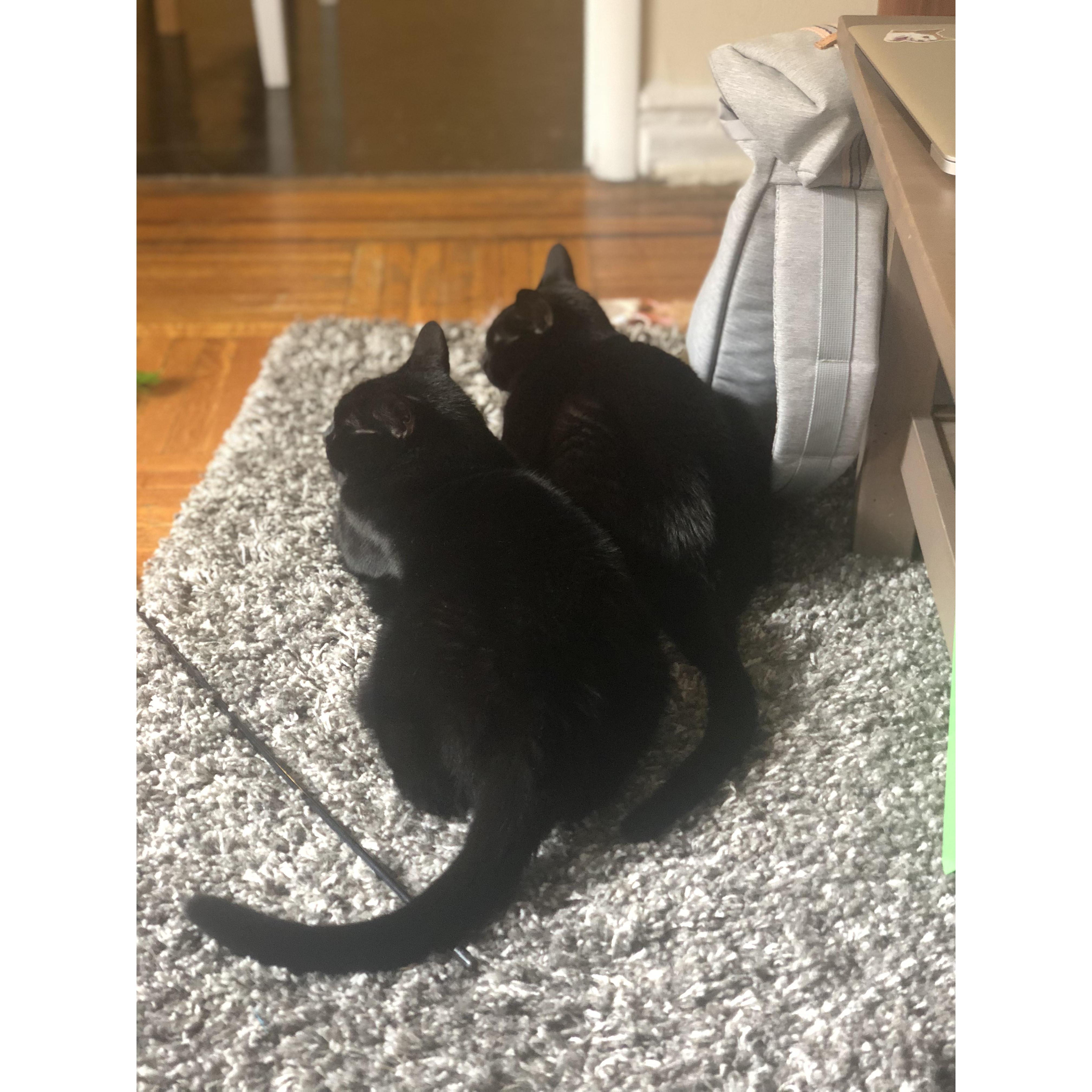 The boys (Truffle and Praline).