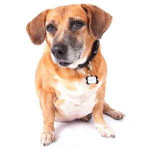 Donations for Muttville Senior Dog Rescue