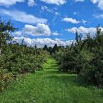 Green Mountain Orchards Inc