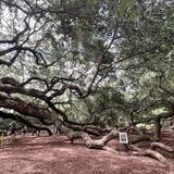 Angel Oak Tree