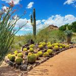Desert Botanical Garden