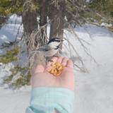 Chickadee Ridge