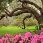 Magnolia Plantation and Gardens