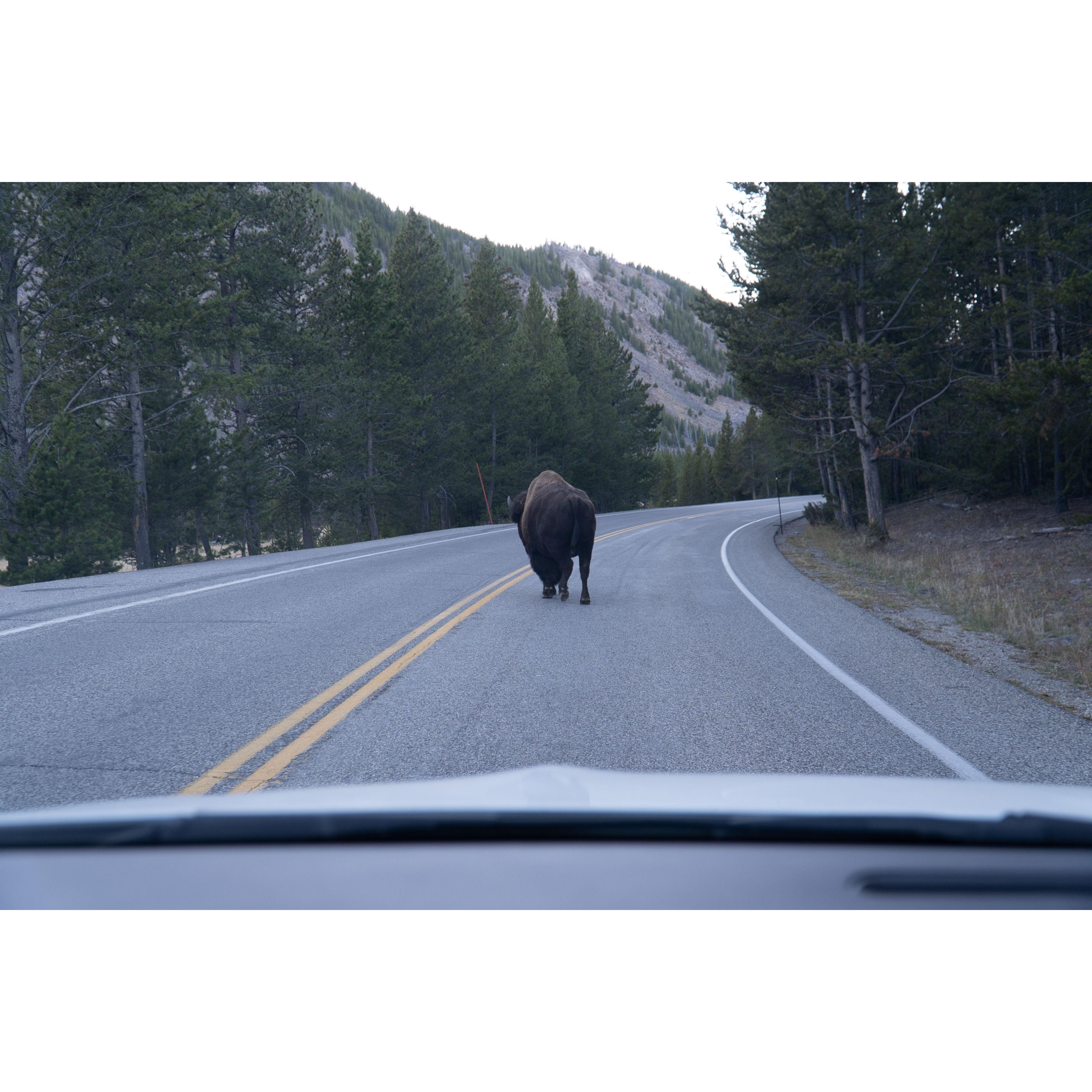 Driving through Yellowstone.