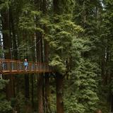 Redwood Sky Walk at Sequoia Park Zoo