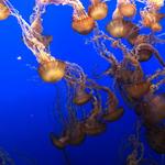 Monterey Bay Aquarium