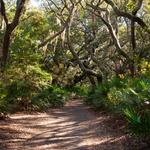 Cumberland Island National Seashore