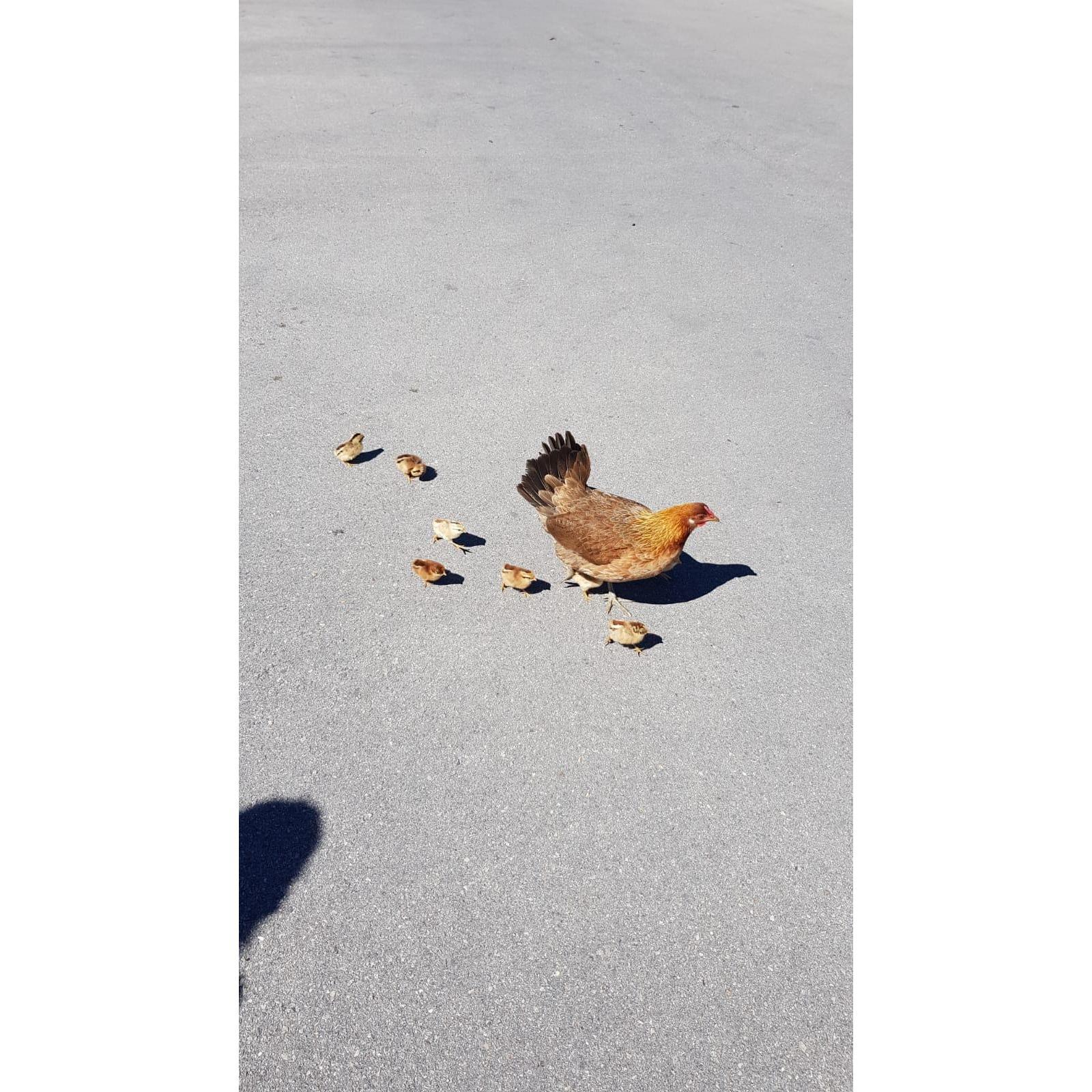 Chickens and Roosters are Key West’s first citizens!