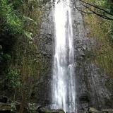 Manoa Falls Hiking Trail