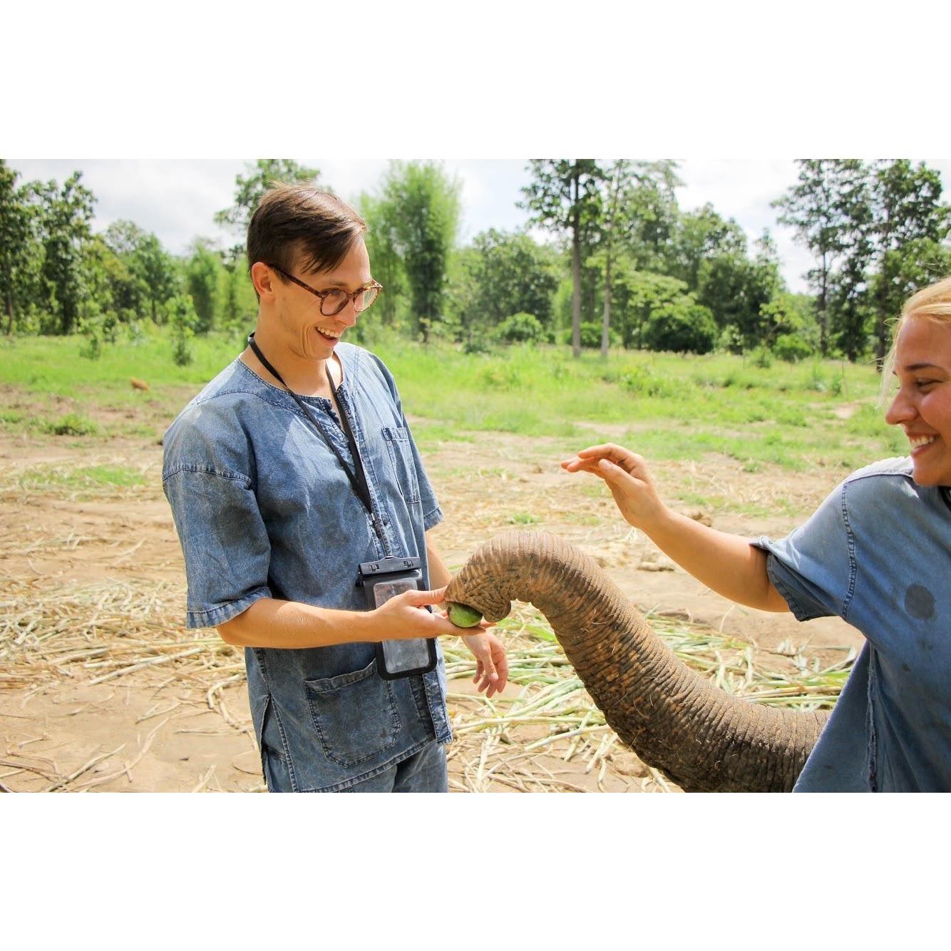 Feeding green mangos to elephants, Thailand, Summer 2018.
