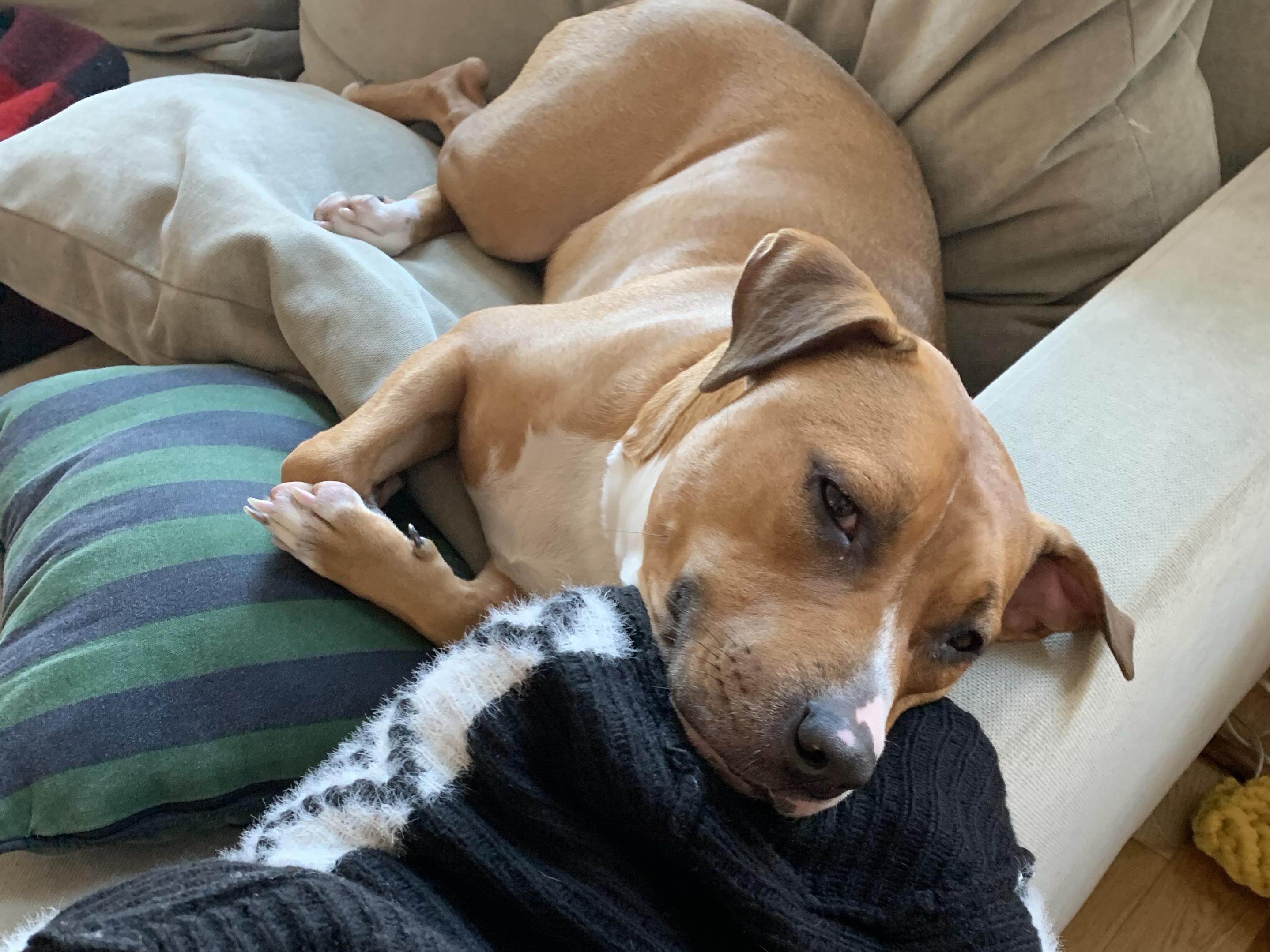 Wamsutta® Dream Zone® 1000-Thread-Count PimaCott® Sheet Set