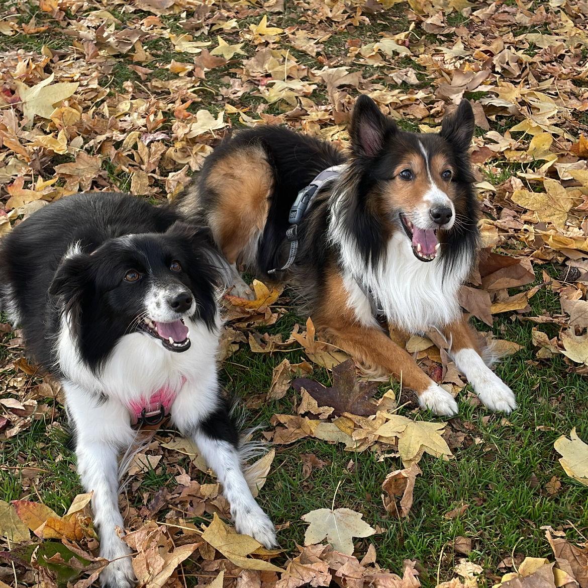Toby and Bella our babies.