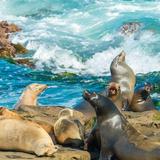 San Diego - La Jolla Cove and Coastal Walks