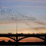 South Congress Bridge