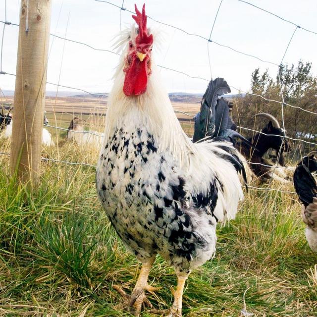 Icelandic Chicken