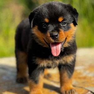 Our First Dog