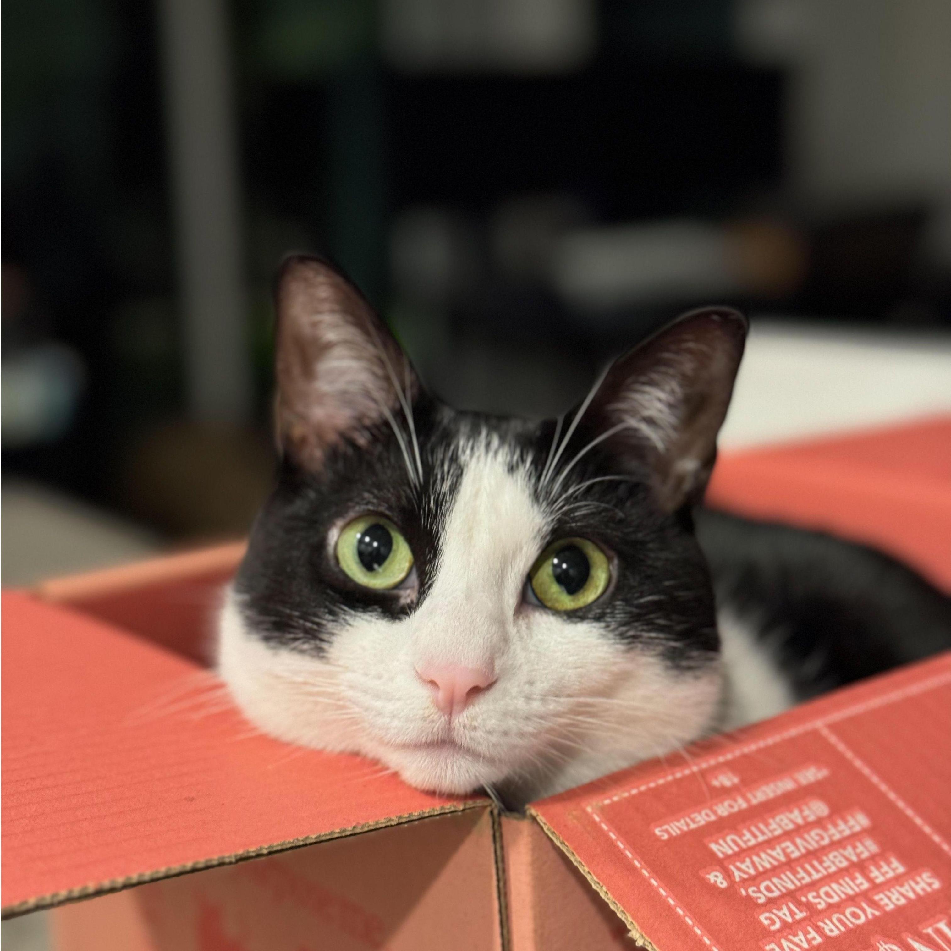 Crystal is box obsessed