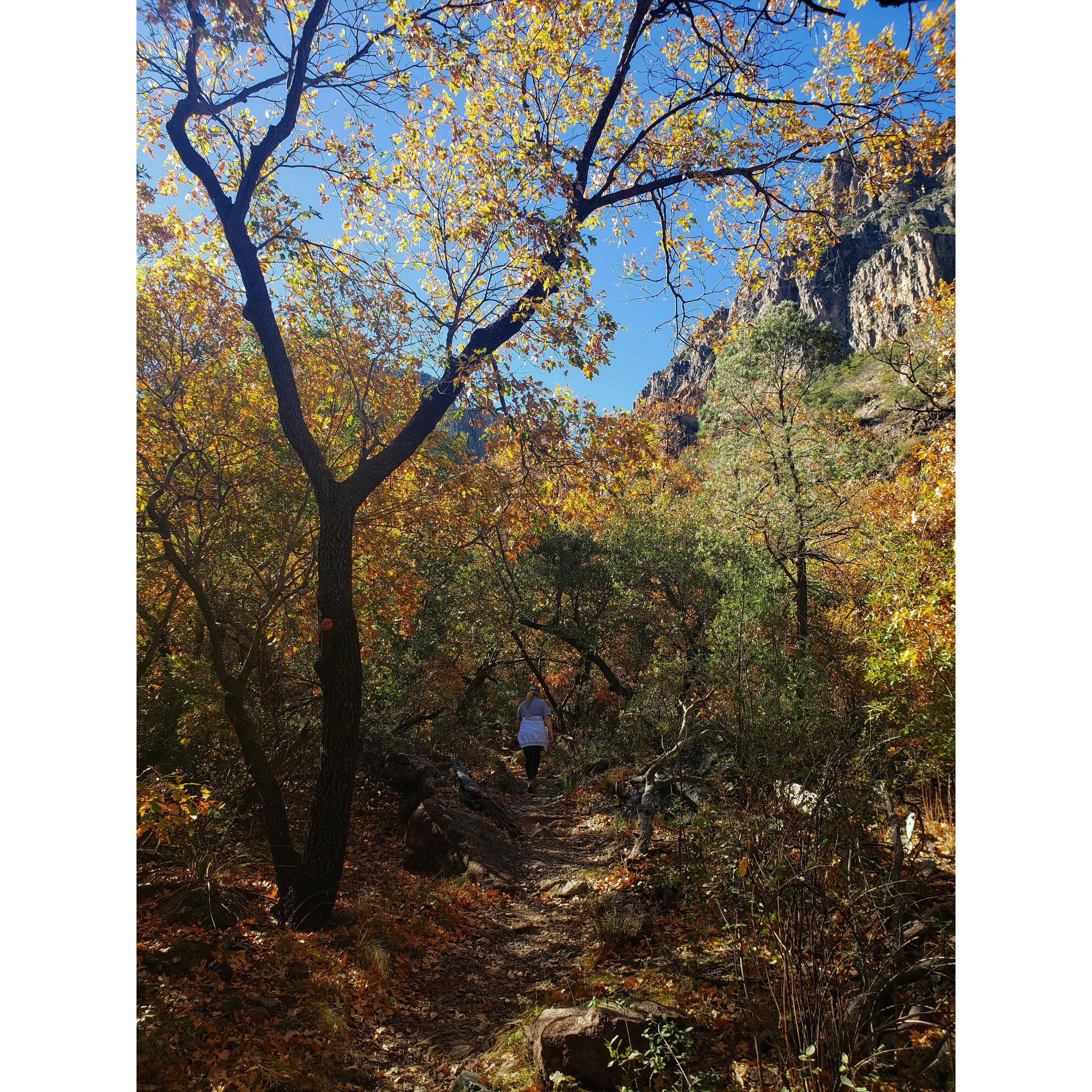 Pine Canyon trail. This hike begins in the high desert and ends in a cool canyon filled oak, pine, and madrone complete with a frozen waterfall.