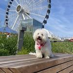 Navy Pier