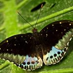 Mariposario de Benalmádena-Butterfly Park