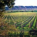 Umpqua Valley Wineries