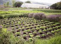 The French Laundry Garden