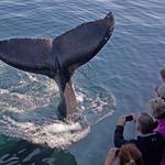 Cape Ann Whale Watch