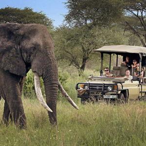 Private Guided Elephant Safari