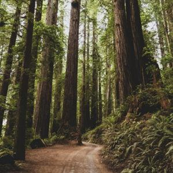 Hiking in the Redwoods Day