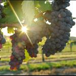 Lakeridge Winery & Vineyards