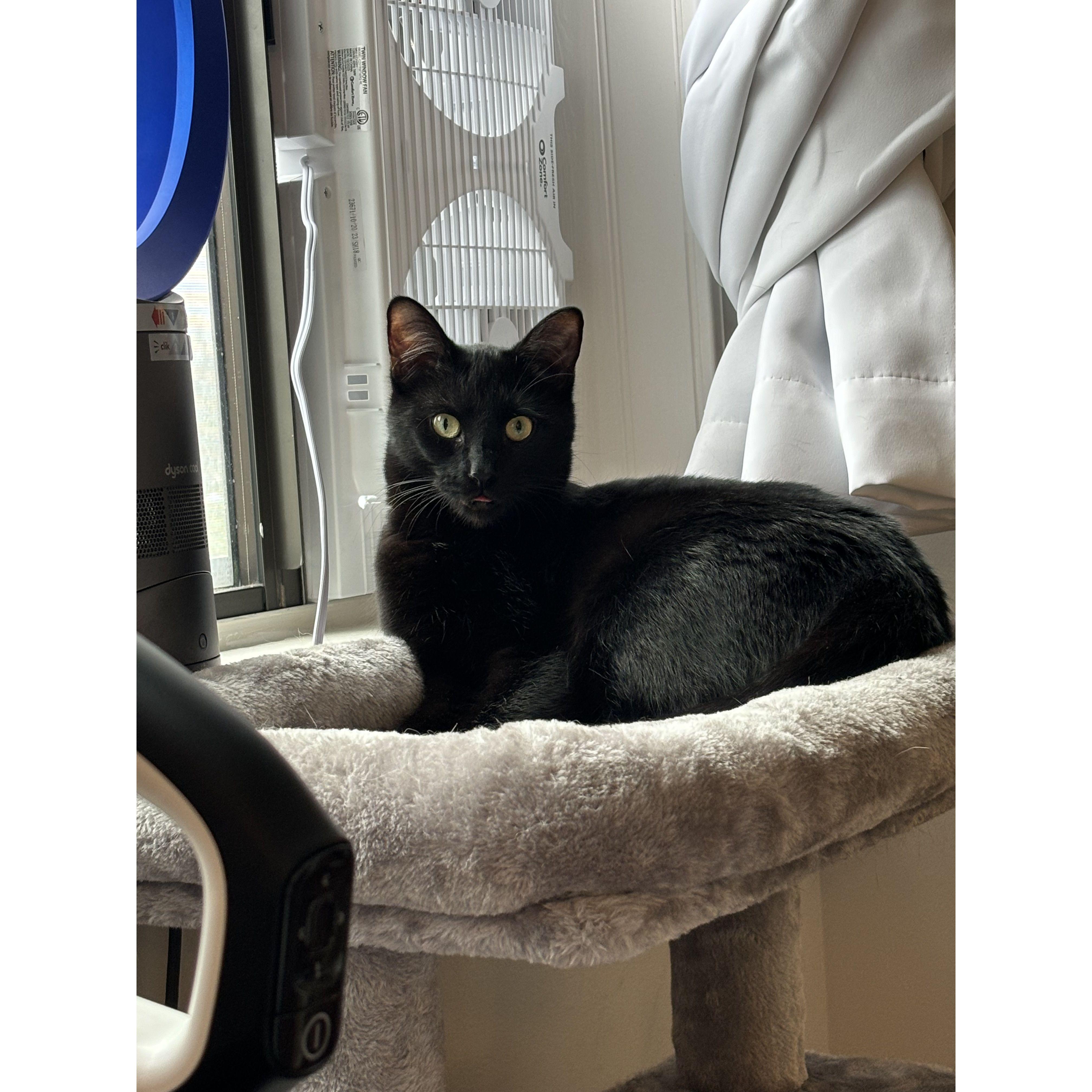 Leo-Pluridon. Leo for short