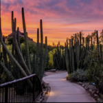 Desert Botanical Garden