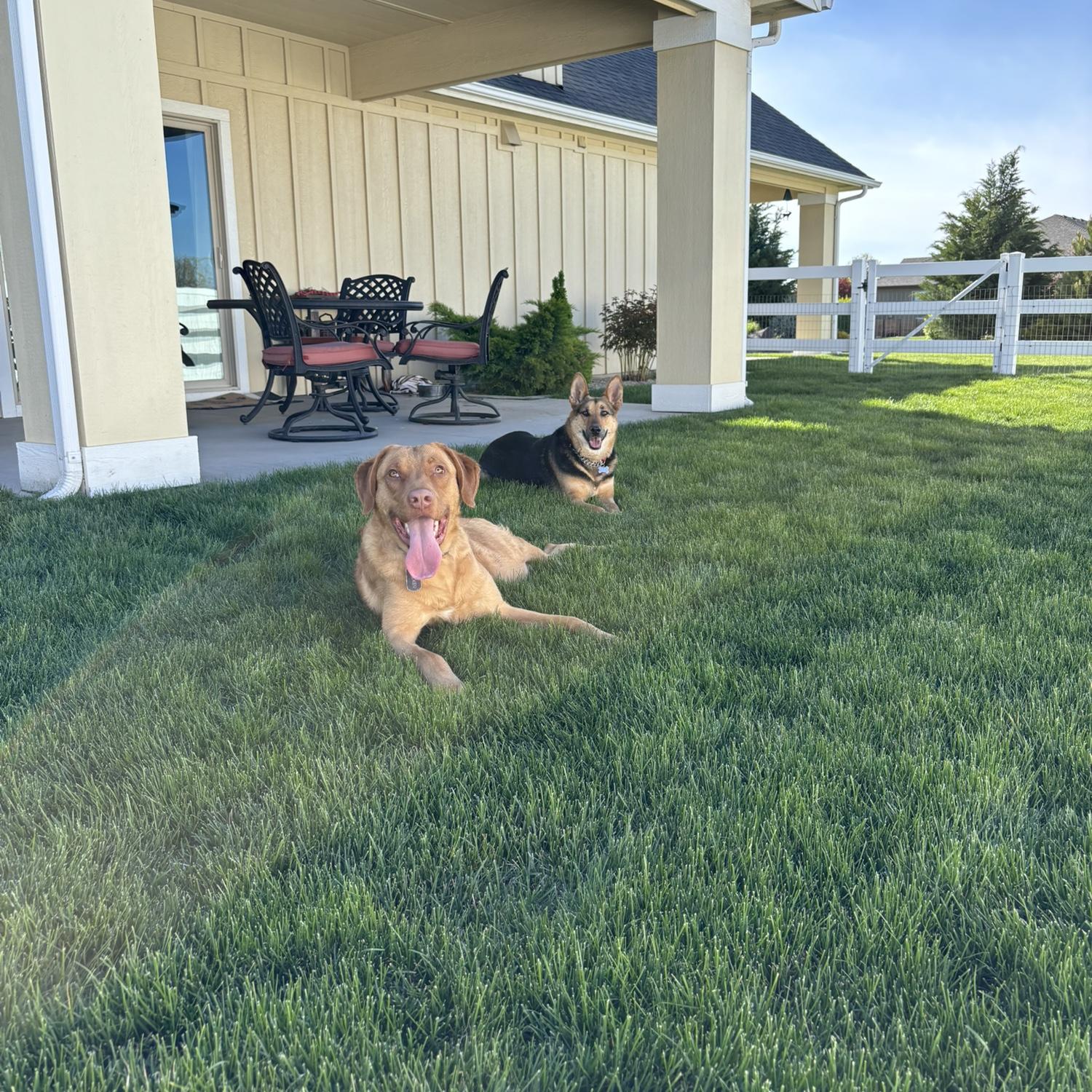 Our fur babies